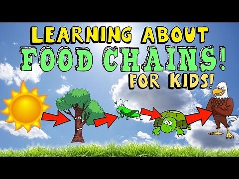 Learning About Food Chain for Kids with Pictures and Diagram