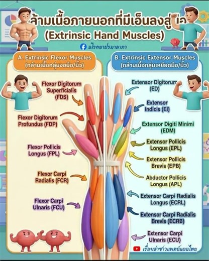 Extrinsic Hand Muscles: External muscles with tendons that extend into the hand. #ExtrinsicHandMu...