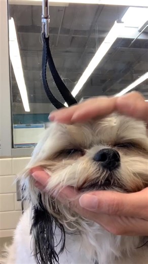 Shih Tzu Bang Trim: Step-by-Step Dog Grooming Guide