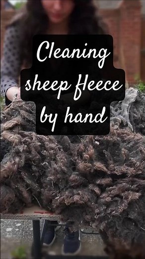 I rescued an unwanted sheep fleece & cleaned it so I can make yarn! #craftcommunity #scouring #wool