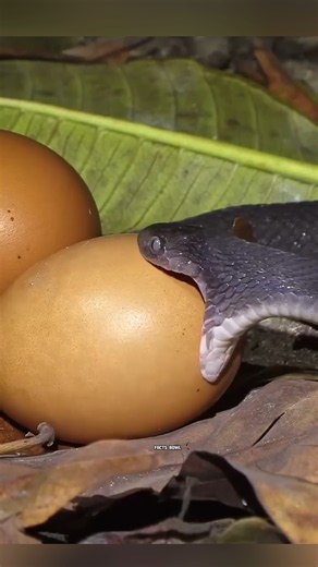 How This Tiny Bird Protects Its Babies From Snakes! 🐦🐍