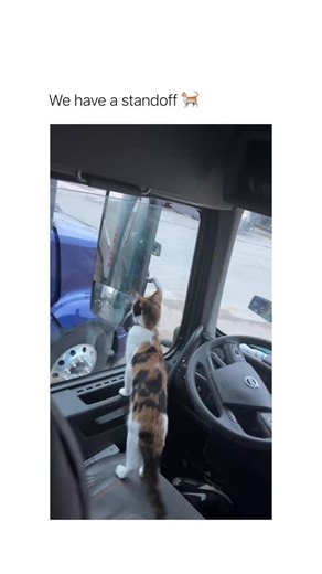 Betch on Instagram: "She’s wondering why she doesn’t have a hammock 🥹 (via: frizzy022717)"