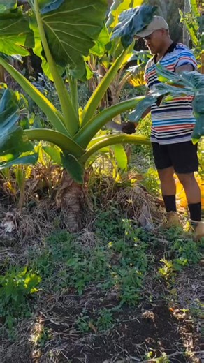 Kapau 'oku pehee pe Kape tupu eh... Taimi ke vakai'i ee 'akau ko e too Kape he Feitu'u ni... Kape eni 'a Siaki koe Matafua iiiiiiooooopppppp..... | Una Lasalosi