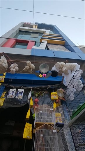 Rana fancy birds ⚜️