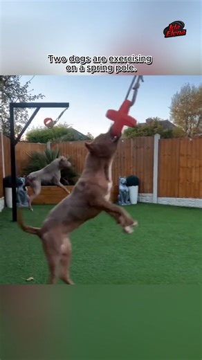 When the Gym Gets Furry! Dogs in Action! 🤣🔥 | Ida Elena