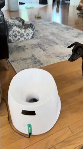 Dachshund and Her Automatic Ball Launcher