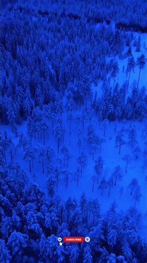 Snowy Forest Norway Drone 🇳🇴❄️ | Winter Aerial View 4K