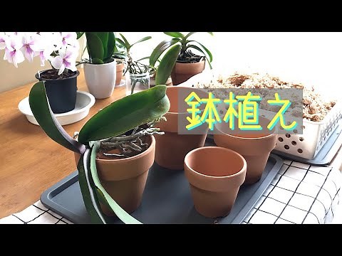 10月 ②干してある株を植えます。10月~年内までの育て方。贈答品の株。