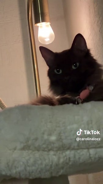 Empanadas #catsoftiktok #cat #catlover #fyp #paratiiiiiiiiiiiiiiiiiiiiiiiiiiiiiii