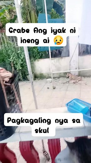 #jefem #animallover | Ching Constantino Plantilla