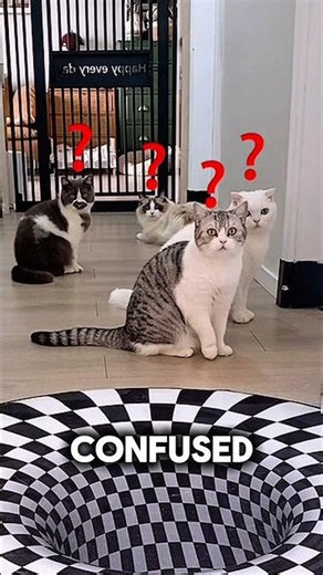 Testing these cats IQ level #cats#shorts #pet #smart