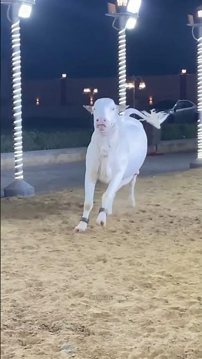Crazy Fast Cow Running in the Field 🐄💨 | Funny & Amazing Animal Moment