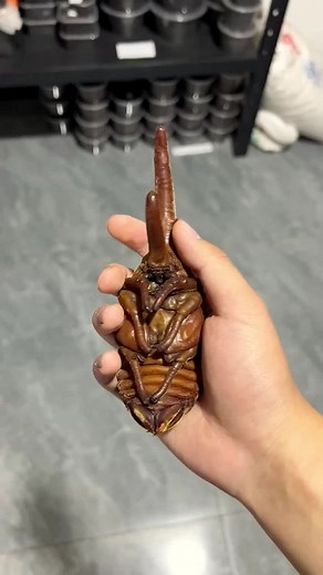 Exploring the Fascinating World of Hercules Beetles and Amazonian Skin Beetles