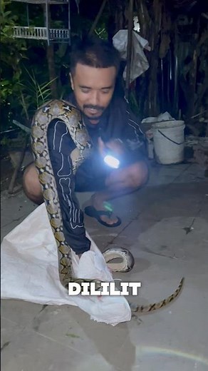 RESCUE LARGE PYTHON EATING CHICKEN IN BANJARSARI CIAMIS