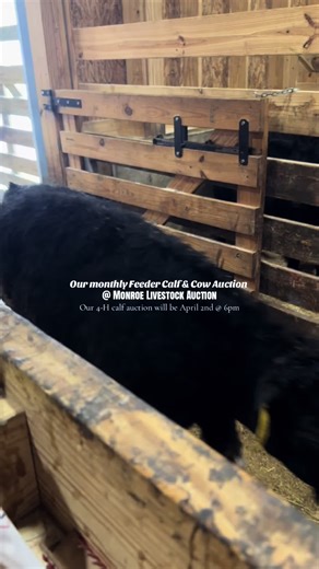 Monthly Feeder Calf and Cow Auction Insights