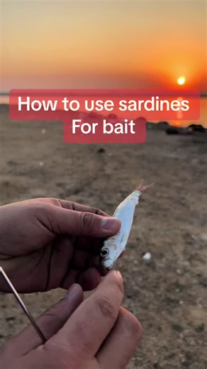 Simple Sardine Bait Techniques for Successful Fishing