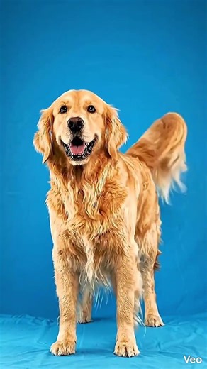 4/365 crazy facts | Crazy Facts About Dogs You Didn’t Know 🤯🐶