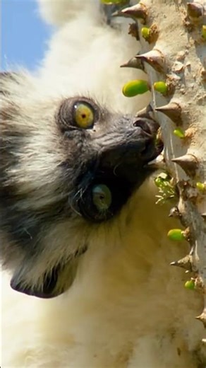 Why This Lemur Jumps on Dangerous Rocks! #youtubeshorts #trendingshorts #shortvideo