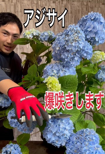 アジサイのコンパクト剪定で爆咲きさせる方法