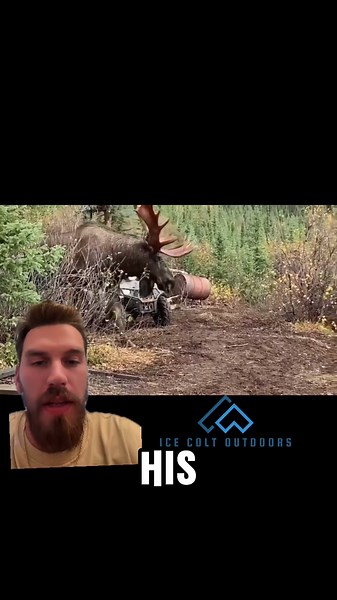 Biggest moose you’ve ever seen? #animals #wildlife #nature #outdoors