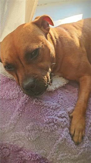 Staffordshire Bull Terrier Viva #staffylovers #lovedogs #smilingdog #funnyanimals #staffy