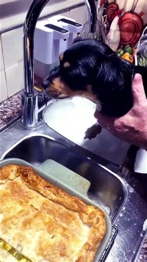 Minnie the Miniature Dachshund bath time major meltdown 🥰yelling at water like it’s an emergency.