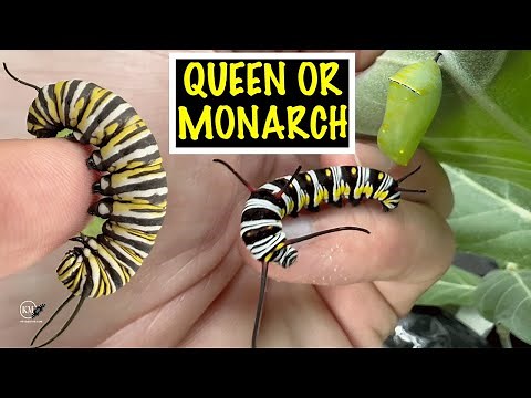 MONARCH AND QUEEN BUTTERFLY CATERPILLARS WHAT'S THE DIFFERENCE?