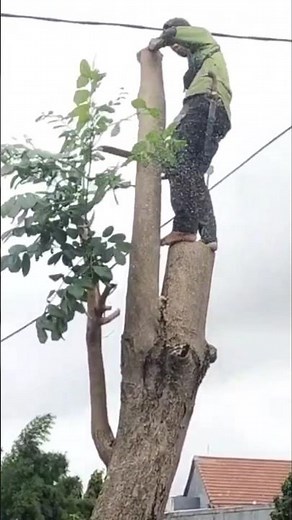 Woodworking tips and tricks lumberjack skills tree logging #shorts #cuttingskills