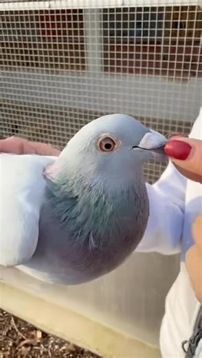 Esther Vereecke proudly presents her three super hens 🐦✨: • “Miss Hastings” (B21-6042594) — 1st National Argenton (545 km) against 11,295 pigeons! 🥇🚀 • “Hermia” (B22-6204315) — 1st Interprovincial Vierzon (465 km), fastest of 9,730 pigeons! ⚡🏆 • “Rosamund” — 1st Provincial Vierzon (465 km) against 4,663 pigeons! 🎖️🌟 | Amazing Wings