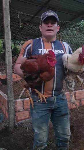 Gallinas Más Rentables que Ganadería: ¡Invierten en el Campo!