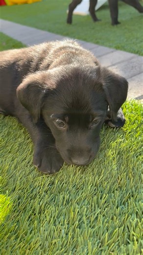 Little Chartruse is one of our Shades of Green pups and will be ready for adoptioin soon! These smart siblings (YES, there are SEVEN of them!) are full of love, playfulness, and charm. According to their puppy foster, they have taken the play yard by storm, and stealing hearts at the same time! Want to be considered when this sweet pup and her siblings become available? Become an approved adopter: https://solraz.org/dog-adoption/ #fosterupdate #watchmkethrive #PuppyAdoption | Southwest Oasis Lab