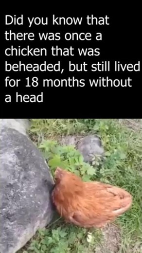 A chicken that is alive without a head #shorts #viral