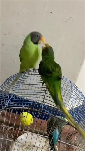 Parrot feeding the baby parrot