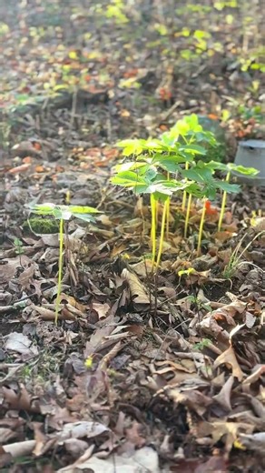 The amazing Mayapple (Podophyllum peltatum)