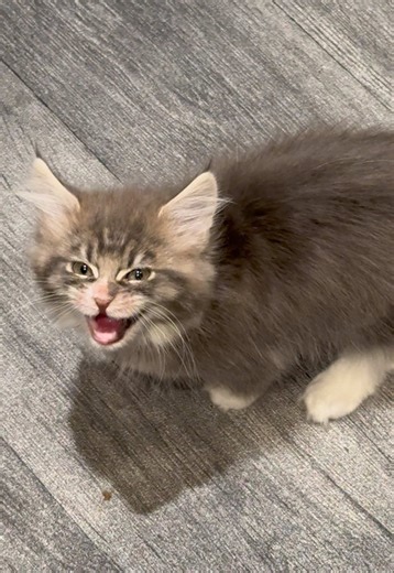 Maine Coon Kitten: A Morning with Miss Margoe