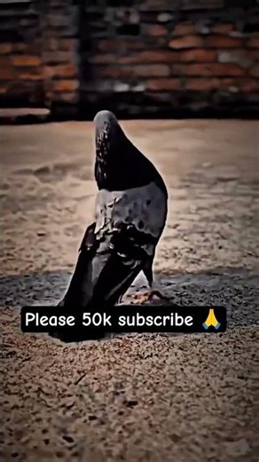 Pigeon Flying Stars || Kabootar Ka Best Show