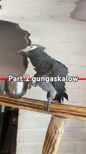 Part 2 #birds #talkingparot #birds #nonstoptalkingparrot l I’m