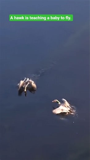 A hawk is teaching a baby to fly.. #animals #birds #wildlife #naturelovers#animalshorts