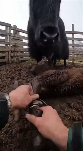Hands Prying Rubber in a Tight Muddy Pen Close