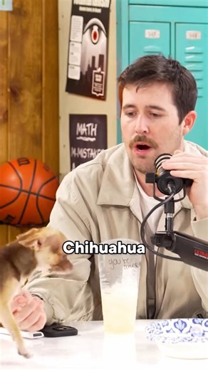 Chihuahua on the table The Lunch Table #54 #thelunchtable #zachjustice #rudyjules #avadank #skylerhorne | Lunch Table