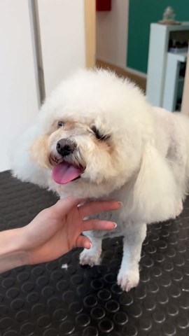 Bichon pet trim