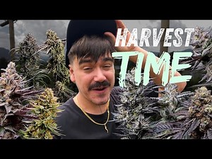 Harvesting 21 Strains - Indoor vs Greenhouse vs Outdoor