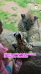 1.3K views · 14 reactions | Cheetah half excited, half confused by Stuffed toy | Common Entertainment | Facebook