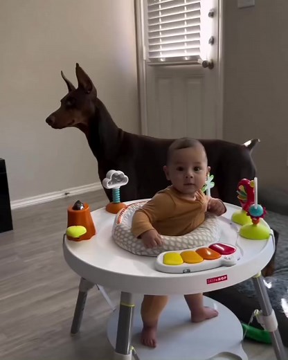 baby and two puppies Via 📷: @dobieteam #doberman #dobe #instadobes #dobermansofig #dobermaninstagram #dobelove #puppy #dobermanpuppies #dogoftheday #puppiesofinstagram #dobiesofinstagram #dobermanpride #frenchbulldog #dobermanpuppy #dobermann #alldoberman #dogs #doglovers #dog #dobermans #dobielove #dogsofinstagram #dobermanclub #reddoberman #dobermandogs #instadog | Doberman Lover