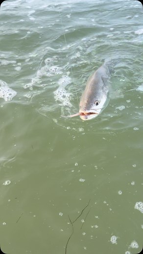 17K reactions · 327 shares | Sexy Lady saving the day! Give your fathers and husbands something they’ll remember for Father’s Day! Sexy Ladys! We will be launching them tomorrow (6/15) at 2pm on the website and will be in stores starting Monday! We will make an announcement post tomorrow of the drop! Could sell fast. #coastalbrewbaits #sexylady Coastalbrewbaits.com | Coastal Brew Bait Co. | Facebook