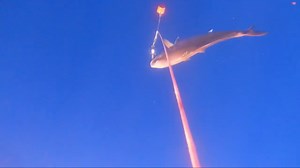 Researchers show struggles of tracking amberjack in shark-filled waters of Florida