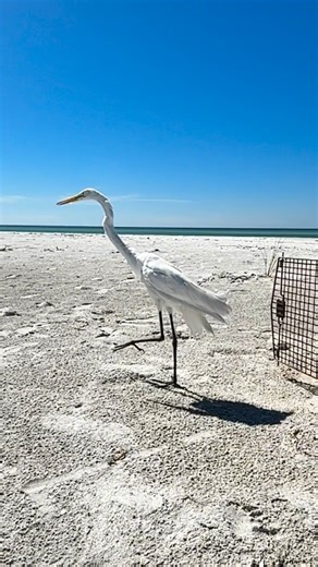 This Great Egret came to our Avian Hospital with a serious neck injury and a bruised wing that left it unable to fly. After 47 days of dedicated care, it regained its strength—and we released it back to the wild on Longboat Key. Your support makes stories like this possible. 💛 #wildliferescue #rehabilitation #birdlovers #sarasota #florida | Save Our Seabirds