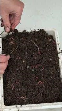 🪱 Let me tell you how we prepare our orders 🪱 Eisenia Worm Breeding Stock