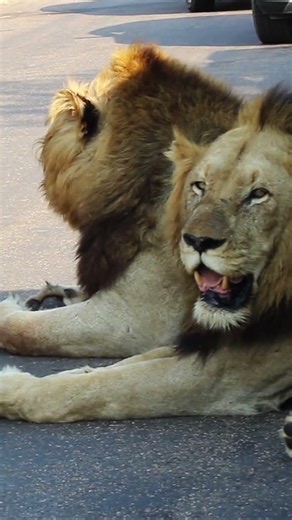 TWO HUGE LIONS BLOCK THE ROAD! Look at the Size of Those Heads & Paws!🦁💥🤯 #lion #lionking #wildlife