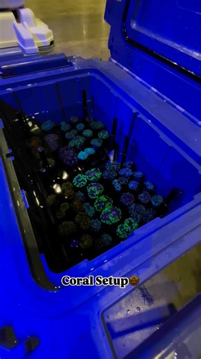 Aquashella Aquarium Festival on Instagram: "@reefaquaculturespecialists setting up their stand at a prior show in Chicago🔥🐠 Can't wait to see you all in Dallas! Tickets on sale now through the link in our bio (May 17th / 18th) 🐠 Follow us! @aquashella"